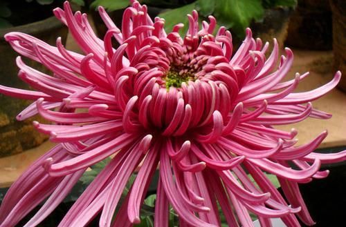  『开如』此款菊花，花开如“紫气镕霜”，堪称“珍稀名菊”，霸气优雅！