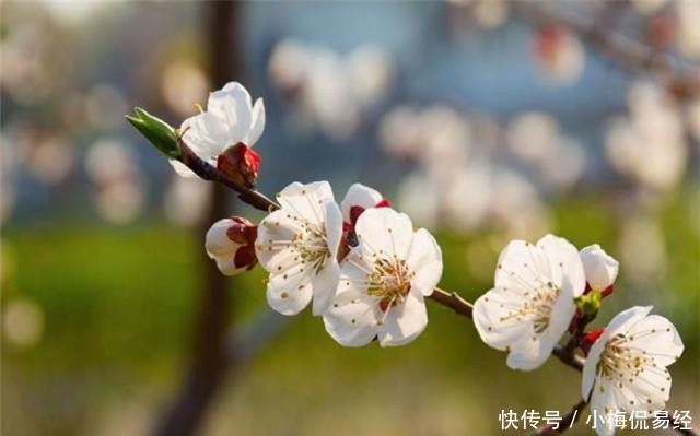 梅花的梅花的画