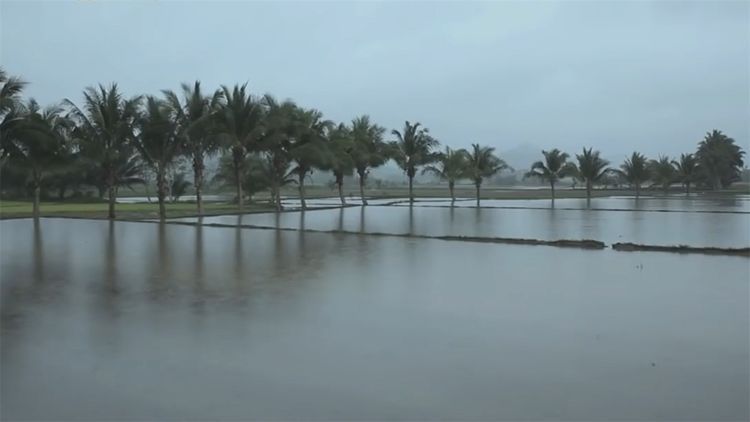  民间|民间牛人发明“手摇式”插秧机，不用油不用电，200元造一