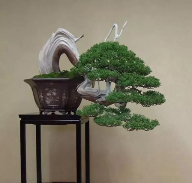  「成寸」盆景百态，缩地成寸