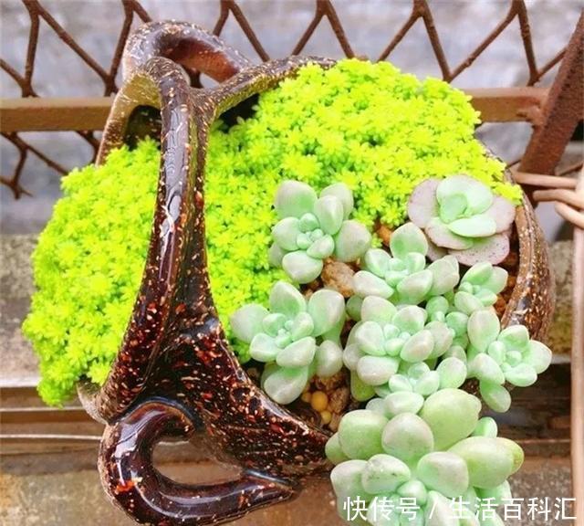 「单头」养花技巧:多肉爆盆的4个绝招,单头变多头,一棵变满盆