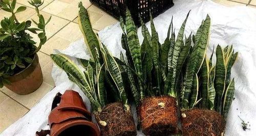 『虎皮兰的叶』虎皮兰繁殖很简单，剪几段叶子，插土里，一片变多盆