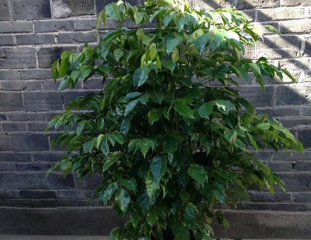  『树形』客厅养树有讲究，这3种树就养家里，寓意好树形美，我也要来几盆！