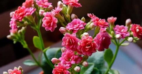  #阳光#这3种花特别适合小白养护！怎么虐都不死，也太好养了