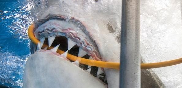 『鱼类』鱼类用鳃进行呼吸,那么鼻孔的作用是什么呢?