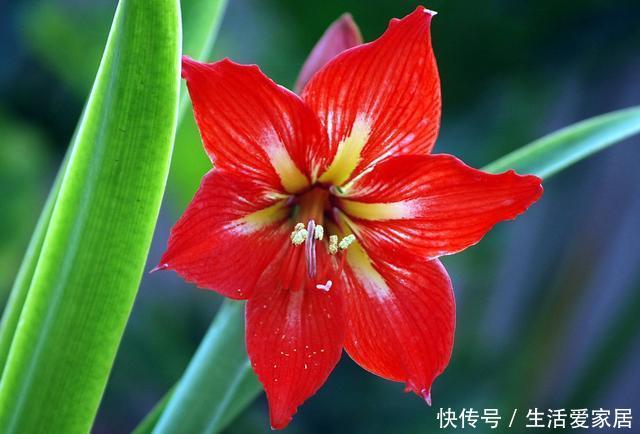 『养花』夏天养花就养3种,枝繁叶茂开花爆盆,绚丽多彩抓人眼球,美极了