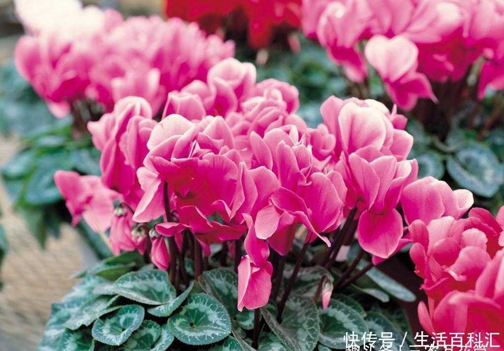  『仙客来』花卉种植技术：如何种植观赏花卉仙客来，怎样使仙客来多开花？