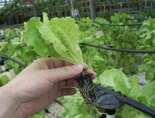  春天■宅在家里种植“蔬菜”，每隔40天采摘“一茬”，吃一春天，值！