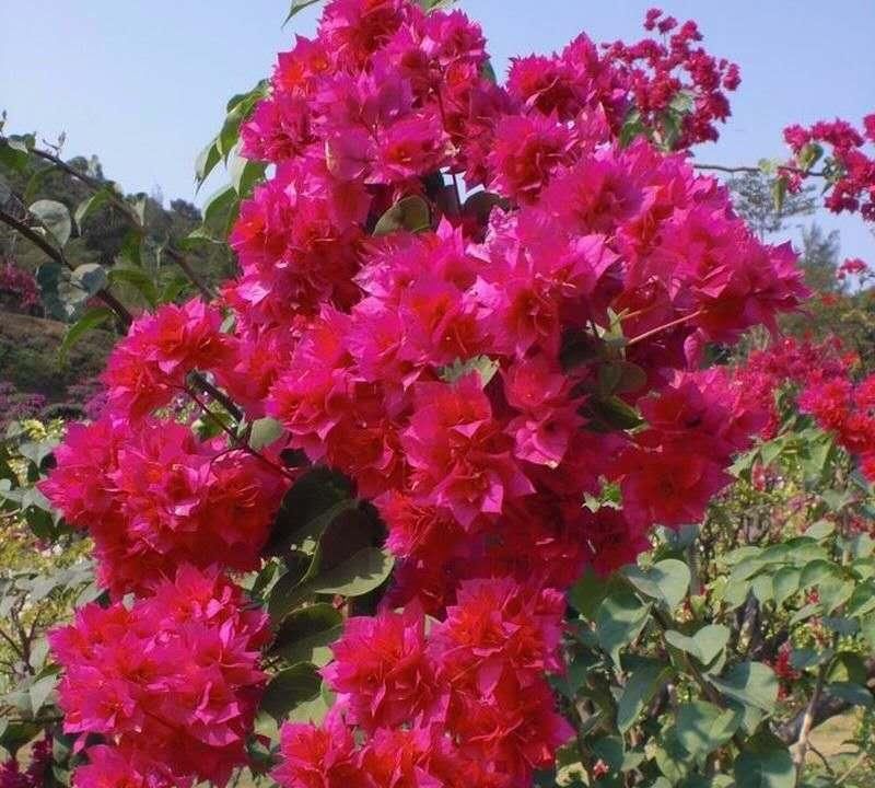  【红艳】最美爬藤花种2棵，花开210天，开花红艳喜庆