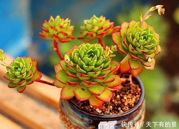 #春天#春天多肉不上色,夏季该怎么办?注意3点,每片叶子都五彩斑斓