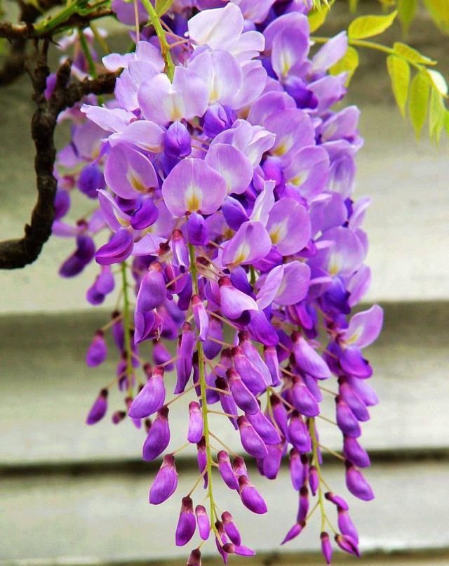  「小花」挂在空中的“梦幻小花”,开出成穗颜值高,紫藤花魅力让人抵不住
