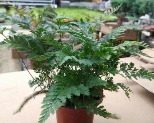  「特别」有一些花很特别，都能“挂着长”，养上一盆，家庭更美、更吸引人