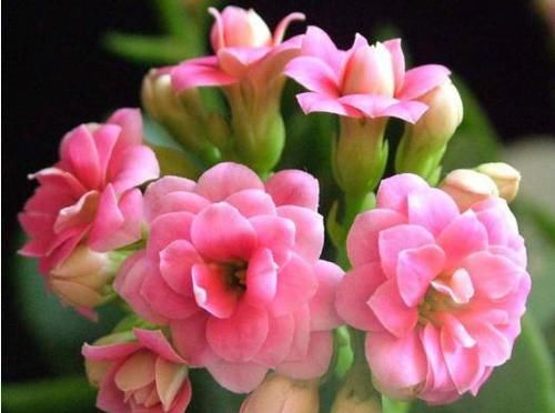  『快乐』三款寿意之花，盆栽一株修心养性，健康又快乐，款款好看又爆盆