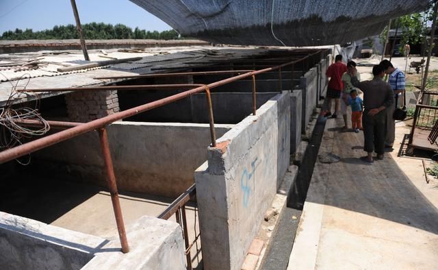 今年是10年来最缺猪的一年？三个原因致生猪产能不断下降