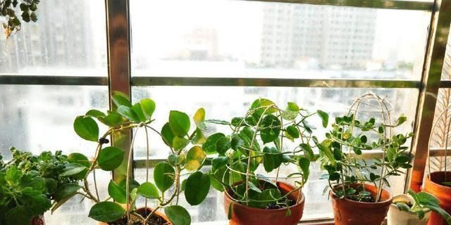  漂亮@这两种花，一节枝条能种活，耐阴耐寒，开花多又漂亮，爬藤满阳台