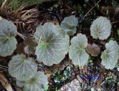  「值钱」小院里有1种“石荷叶”，叶片宽大、圆润，看到别拔，植株值钱！