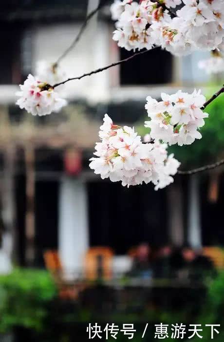 人间三月,桃红柳绿,杏花春雨,最美江南!
