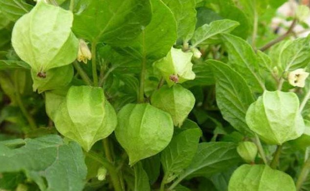 农民不种玉米改种它，市场价15块1斤，亩赚近万元