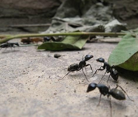 疑问丨知了猴生活在地下为什么没被蚂蚁吃掉，真相是这样的