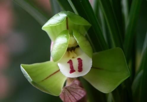 富贵@这是兰花大富贵吗?多久开花