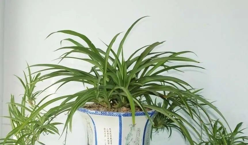  「适合」适合懒人养的花,养成轻松成本低!