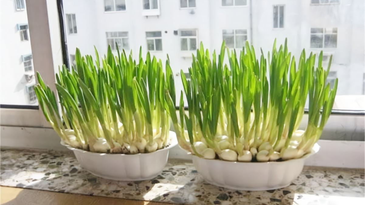 「不用」阳台上种菜,别缺这6样,随便种一盆,割菜好几茬,都不用买菜了