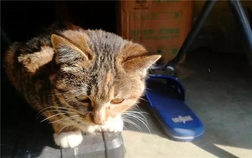 是什么品种的猫