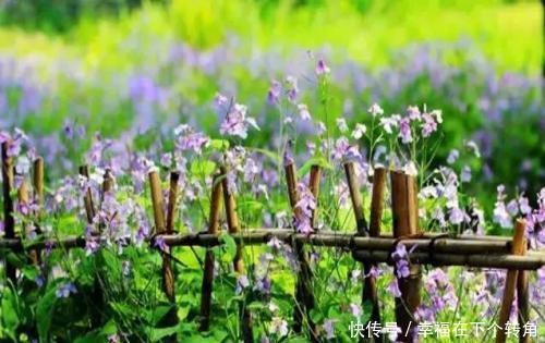  「快乐」篱笆小院住在乡村的快乐，你想体验吗！