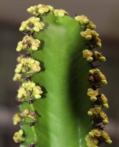  龙骨花：龙骨会开花吗？为什么我养护好几年的龙骨不开花，怎么让龙骨开花