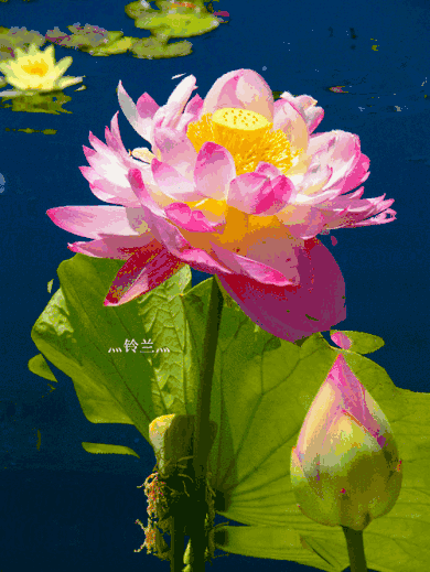  大名花之首：【欣赏】 中国十大名花，第一名意料之中