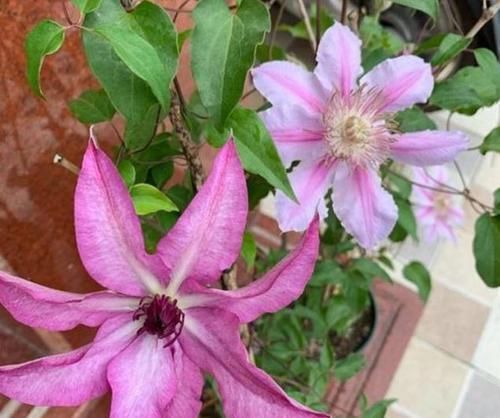 栽培@此观花植物,花期长达6个月,花好看、易栽培,比月季、长寿花强