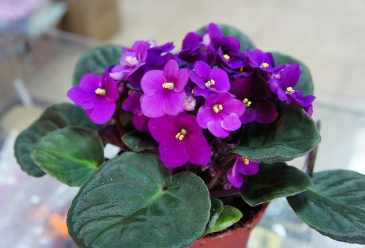  『邻居』这4种花卉，花期长花量大，养在阳台美如铃铛，邻居看了羡慕不已