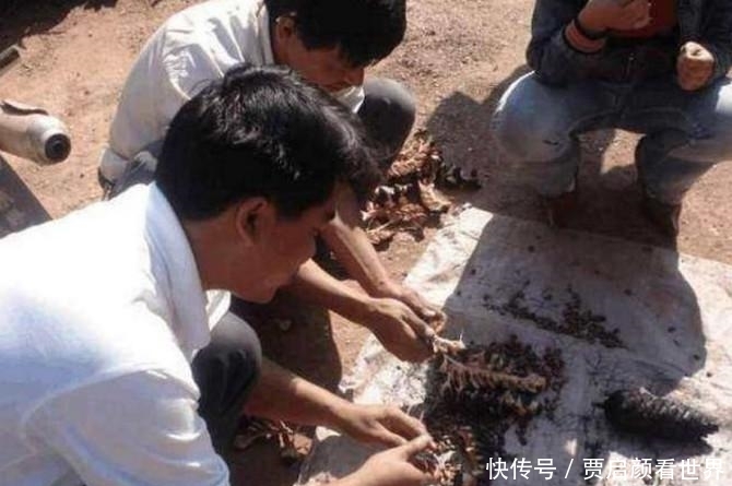 卖几十元一斤的野果, 城里人当成好东西, 农村遍地都是