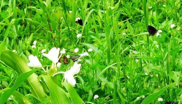  【可行】农村3种快速致富方法，第一种每亩每年赚7万，粗放管理