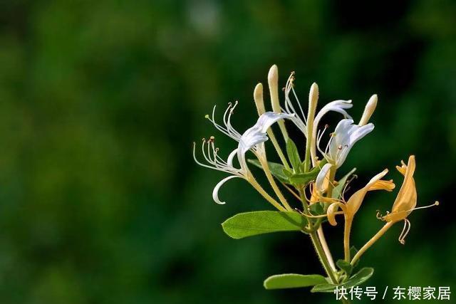  『养花』花养人，人养花，养1盆祛燥降火，能观赏，能食用