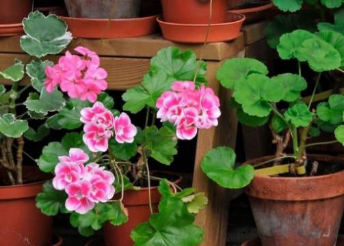  『适合』最适合阳台养的4种花，花开一茬接一茬，让你家阳台美出新高度！