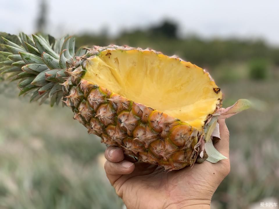  菠萝■2020年，劳作在海南的菠萝地海