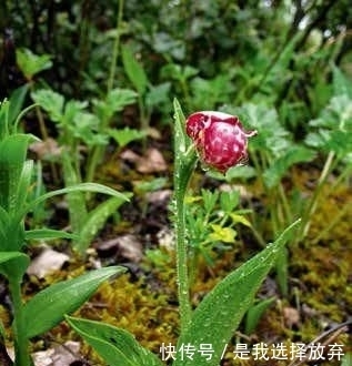  「黄花独蒜兰」正在消失的美丽：稀有兰花