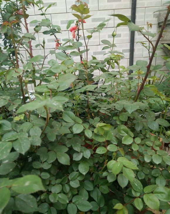  『小黑』盆栽月季花，得了“病虫害”，用点“小黑球”，开花多没有虫