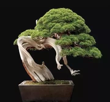 盆景展 ,美美美 !