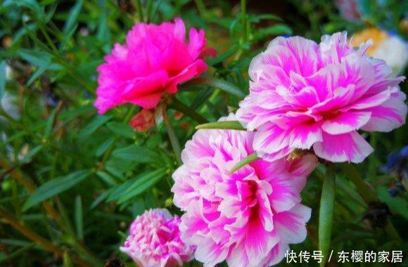 养花@阳台养花,首选4种,爆炸似的开,封闭阳台也美成花海