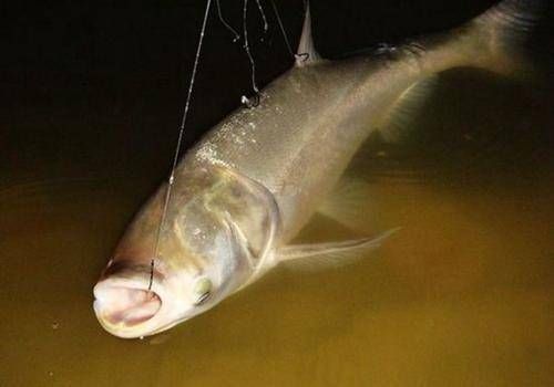 『不错』只要用好这些方法,钓鱼想爆护,都不是问题
