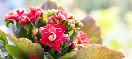  『枝头』长寿花用点“它”后，花朵开满枝头，太惊艳了！