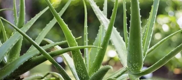  [就算]这几种植物，养护起来很简单，就算一周不浇水也没问题