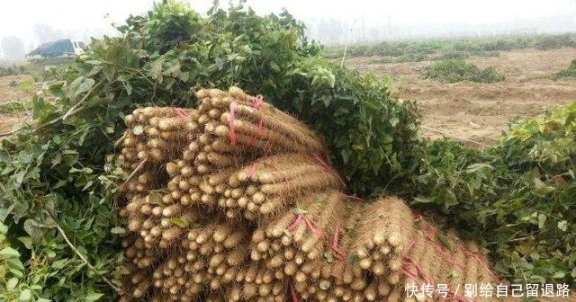 农民大爷在自家地里挖“水沟”，每天挖出300元