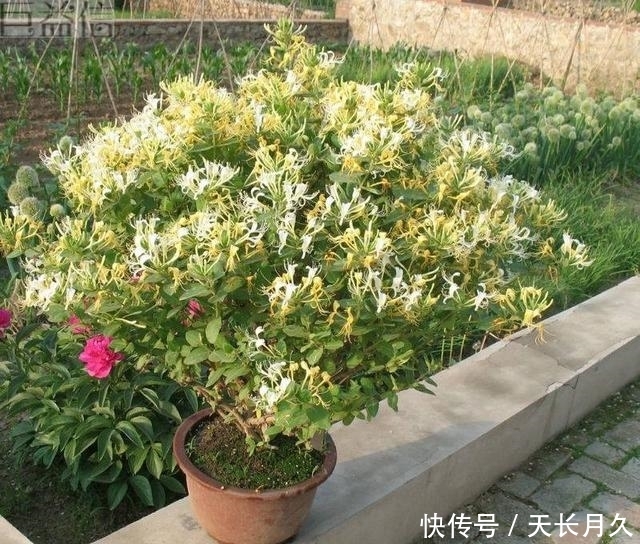 好处■此花人称“花界宝藏”，耐寒易爆盆，家里养一盆，好处多到数不清
