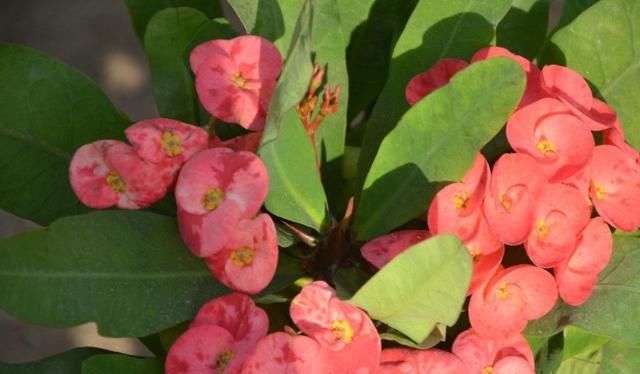 「刺梅」虎刺梅四季开花,花杆上却布满了尖刺,真心喜欢要小心养护