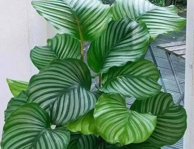  「越好」家里缺光也可以放心养的十种绿植，光越少长得越好