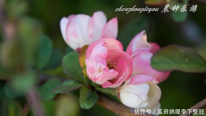 #真海棠#海棠家族表亲多,来认识贴梗海棠吧