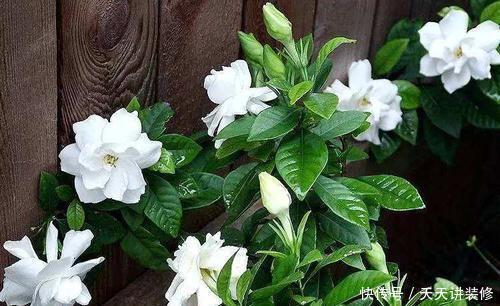  【油绿】最厉害的养花营养液：给栀子花喝一勺，四季油绿，猛长花苞